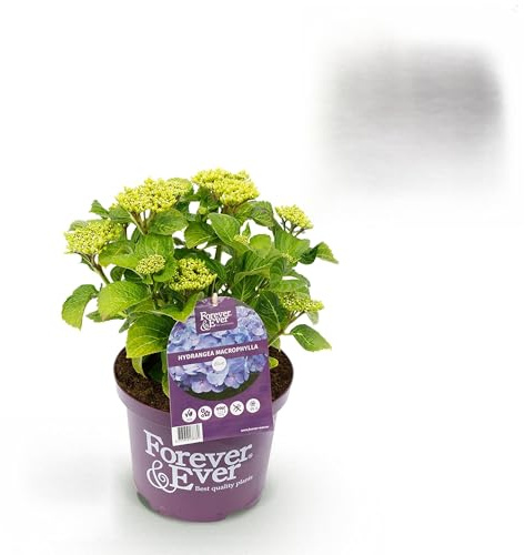 Hortensie - Hydrangea Forever & Ever - Blau - 7-12 Blüten - 2 Pflanzen - Terrassenpflanze - 40-55cm - Ø23cm - Gartenpflanze