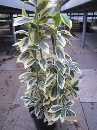 Euonymus japonicus Chollipo - Spindelstrauch Chollipo 40-60