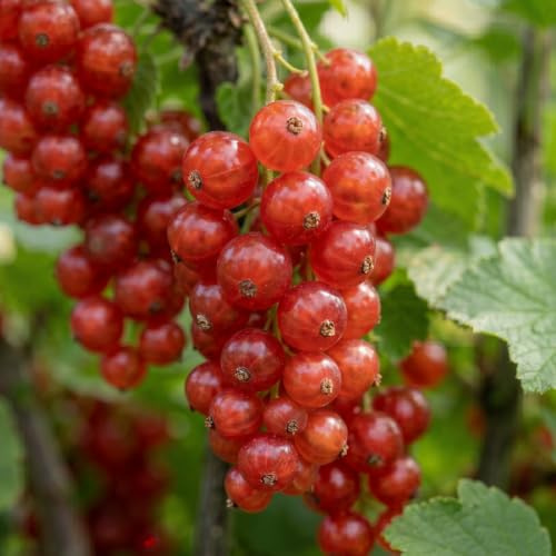 Ribes Rosso Jonkheer van Tets - 2 Piante - Perenni & Resistenti | Piante dall'Olanda, Alta Resa, Bacche Dolci, Varietà Precoce (no semi, non artificiale)