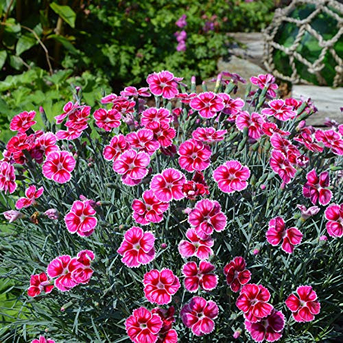 Dianthus 'Flutterburst' Perennial Plug Plants Pack x6