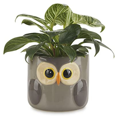 Balvi Maceta Owl Color Gris Original Maceta con diseño de búho Cerámica 11,7x13,5x135 cm