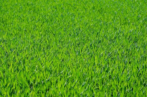 Grass Seed Pro Hard-Wearing Tough Back Lawn Grass Seed DEFRA Certified Seeds Kids and Pets (20kg)
