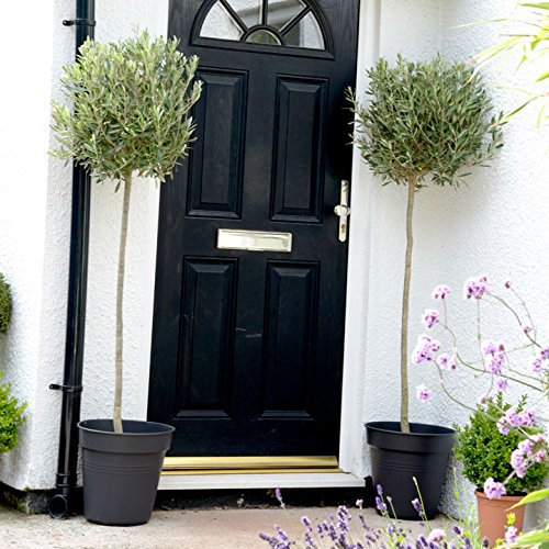 Olive Tree - Large Standard - 100-110cm Tall - Patio Tree - by Suttons