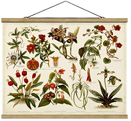 Stoffbild Posterleisten - Vintage Lehrtafel Tropische Botanik II - 26x35cm Eiche