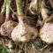 5 pcs Steckknoblauch(Garlic,Knoblauch) Gemüse Anzucht Plants Dachbegrünung Knoblauch Zum Pflanzen - Wintergemüse Winterharte Pflanzen Für Garten Balkon Gemüse Deko Pflanzen Seed Best