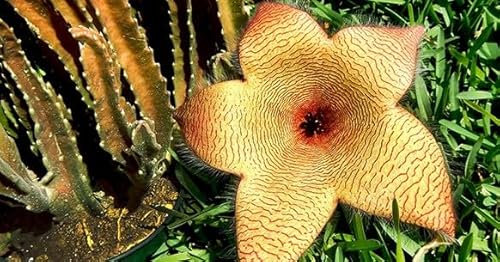 Stapelia gigantea (Fiore Carogna) – Pianta Grassa in Vaso Ø10,5 cm – Fioritura Gigante a Stella fino a 35 cm – FOTO REALI