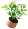 CHICAMPERA Miniature Potted Plant Tiny Bonsai Model for Fake Plant Pot for Dollhouses for Micro Landscape Decor Pretend Play