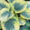 funkien pflanze winterhart samen - blumenwiese samen mehrjährig winterhart, stauden winterhart mehrjährig hosta pflanze winterhart bienenweide, balkongewächshäuser schnittblumen samen, 550pcs