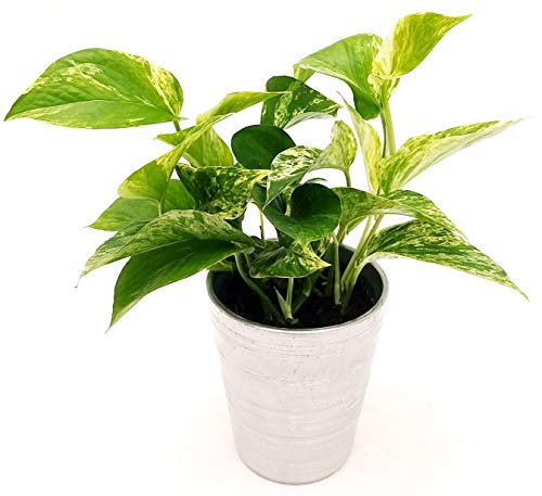POWERS TO FLOWERS - POTOS EPIPREMNUM MARBLE QUEEN, IN VASO CERAMICA ARGENTO, Pianta Vera