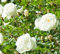 Rose Bush - White Old English Scented Rose Bush in a 5 Litre Pot Ready to Plant