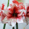 Amaryllis Zwiebel Blumenzwiebel Serie-Amaryllis Zwiebeln Balkonpflanzen FrüHblüHer Zwiebeln FrüHlingsblumen Balkon Blumen Blumenzwiebel-2stüCk(Weiß Rot)