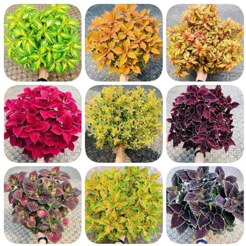 200 Pcs Buntnessel Samen Winterhart - Wildblumen Balkonblumen, Schnittblumen Samen Coleus Buntnessel Pflanze Samen, Blumenwiese Samen, Steingartenpflanzen Winterhart Ausgefallene Geschenke,