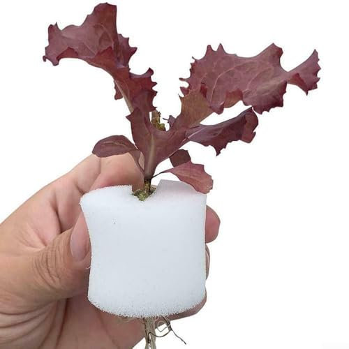 Paquete de jardinería amigable con aireación con 50 vasos de plástico para plantas y 50 bloques de esponja sin suelo