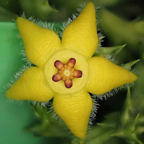 Stapelia - Orbea pulchella - blumensamen seltene steingartenpflanzen winterhart exotische garten hochbeet 20Samen