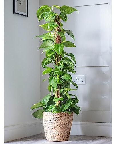 Epipremnum aureum - Ceylon Creeper - Lush Climbing House Plant with Luxurious Golden Streaks – 1 x 12cm Pot by Thompson & Morgan