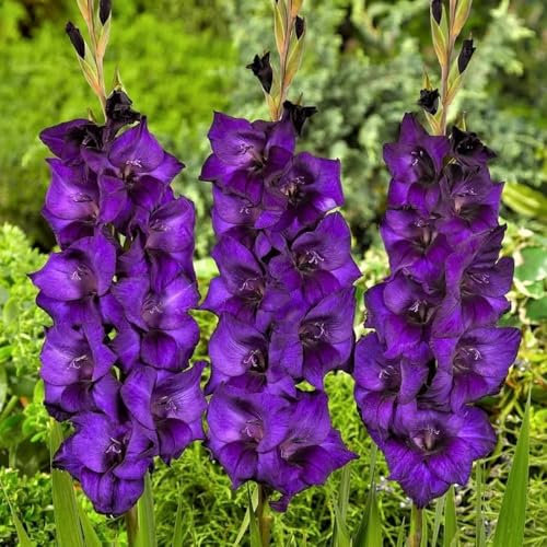 12 x Gladiolus Purple Flora – Tall Spikes of Rich Purple Flowers – Adds Height to Your Beds & Borders – Summer Flowering Bulbs – Perennials – for Your Beautiful Garden