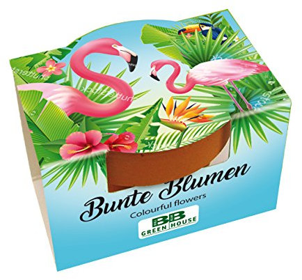 Bull & Bear 25er Set Mini Pflanzset 'Flamingo' mit Blumensamen im Topf 4,5cm, Bunte Blumen als Anzuchtset mit Pflegeanleitung