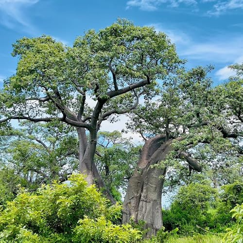 Baobab - Affenbrotbaum - bodendecker alte sorten seltene hochbeet bonsaibaum kübelpflanzen gartendeko für draußen zimmergewächshaus topfpflanzen draußen winterhart mehrjährig stauden 10samen