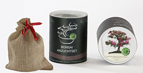 Seedeo Bonsai Geschenk - Set Japanische Kamelie (Camellia japonica)