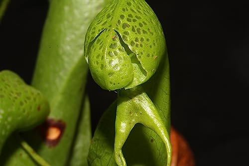 fleischfressende Pflanze, Kobralilie, Darlingtonia californica 5-10cm groß