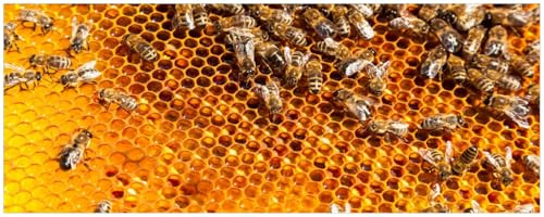 Wallario Küchenrückwand selbstklebend 115 x 50 cm, Motiv: Honigwaben mit Bienen | Spritzschutz abwischbar & pflegeleicht