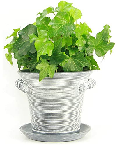 Window Garden Pflanzgefäß mit rustikalem Charme, 15,2 cm, feine Heimdekoration, dekorativer Keramiktopf für den Innenbereich. Für oder Kräuter, Blumen, Sukkulenten. Wunderschön verpackt