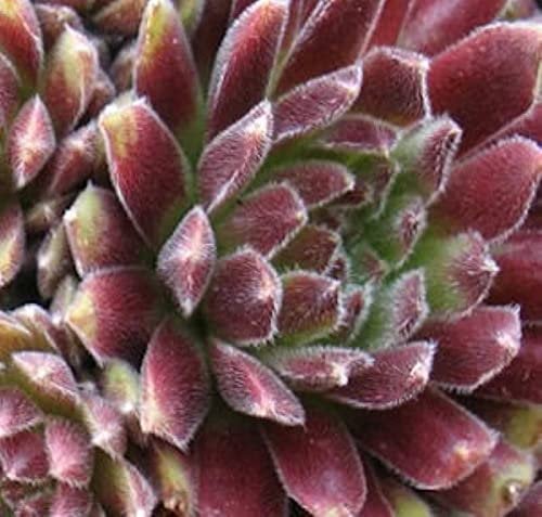 Hauswurz Candy Floss - Sempervivum tectorum - lebende Gartenpflanze aus den Baumschulen