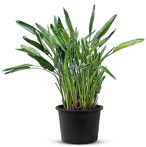 Strelitzia Reginae | Zimmerpflanze pflegeleicht |Exotische Eleganz mit bemerkenswerten Blüten und pflegeleichter Pracht | Strelizienpflanze echt 180-200cm