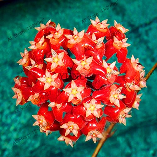 Nuovi 105pcs Hoya semi di fiori per il giardinaggio bella Red