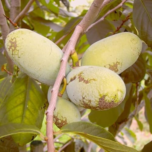 Sweet Alice veredelte Indianerbanane Paw Paw Asimina triloba dreilappige Papau
