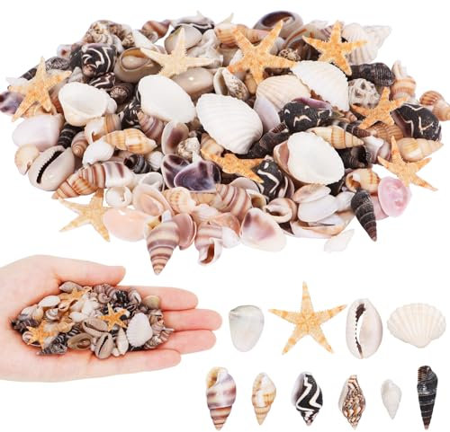 Muscheln Deko, 220pcs Muscheln zum Basteln, Seestern zum Basteln, Seestern Deko Klein, für Vasenfüllungen, Hochzeitsdekorationen für Strandpartys, Bastelarbeiten, Fischtanks, Kerzenherstellung(A)