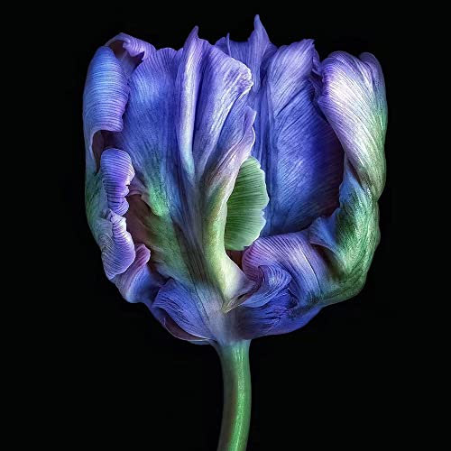 4 Stück tulpenzwiebeln winterhart mehrjährig lila tulpen zwiebeln hochbeet balkon garten geschenk blumen dekopflanzen deko büro zwiebel gartenarbeit winterlinge zwiebeln steingartenpflanzen