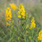 35 graines de Genêt des teinturiers (Genista tinctoria) reproductibles non traitées