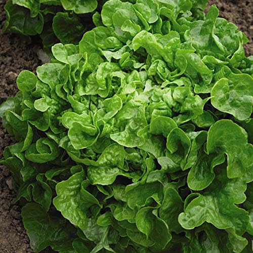 Lettuce 'Salad Bowl' Loose-Leaf Half-Hardy Annual Vegetables Summer Sowing Summer Autumn Flowering Garden Plants Grow Your Own 1 x Seed Packet (750 Seeds) Lettuce 'Salad Bowl' by Thompson and Morgan