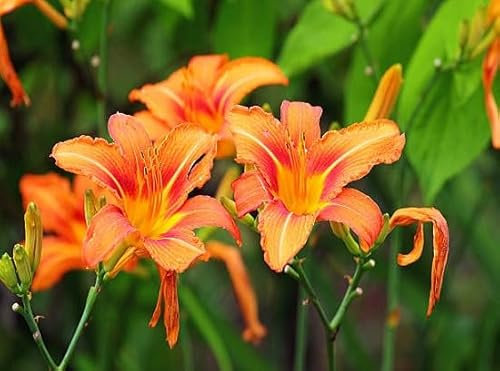 90 graines de fleurs d'hémérocalles fraîches