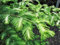 Metasequoia Jack Frost Veränderte Urweltmammutbaum Samen!