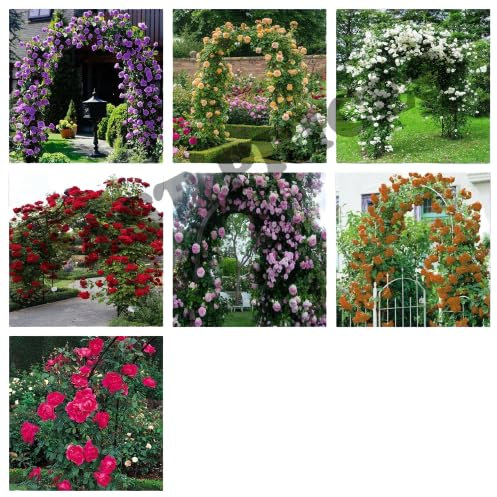 Be-Creative 70x Climbing Rose Flower Seeds, UK Climbing Rose Flower Seeds for Home Garden Patio Plant - (All 7 Colours)