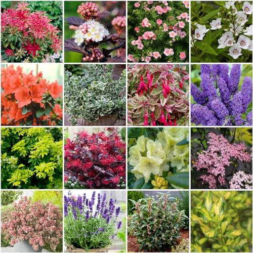 GrowOn Shrubs [x12] Small Garden Shrub Collection | Variety-Pack | Shrubs | Outdoor Garden Ready Plants | Varied Flowering | Varied Flowers