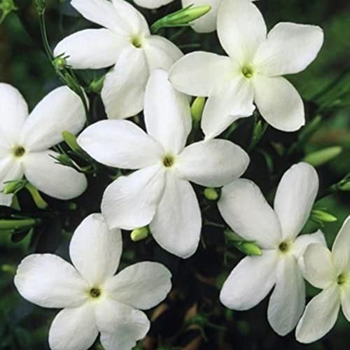 Generic Jasmine Flower Seeds,200Pcs Jasmine Flower Seeds Jasminum Sambac Perennial Plant Garden Balcony Decor Jasminum Seeds