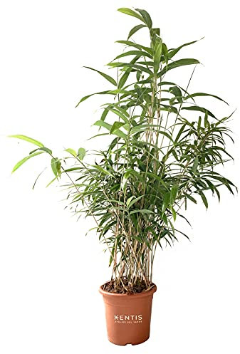 KENTIS - Bambusa Metake - Bambus Pflanze - Echte Winterharte Pflanzen für Garten - Balkon Pflanze - Hoch 100-120 cm Topf Ø 24 cm