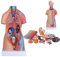 UIGJIOG Anatomie Torso Modell 45 cm Mensch Unisex Torso Anatomischer Modell 23 Teile Körper Anatomischer Modell Medizinische Anatomie Bildungsunterricht Modell