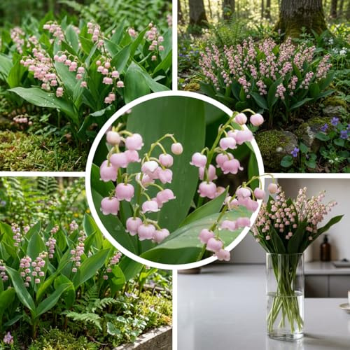 Maiglöckchen Rosa 10 Rhizome - Convallaria Winterhart Mehrjährig | Duftende Wurzeln aus Holland, Schattenstaude für Garten, Beet, Topf und Rabatten, keine Samen
