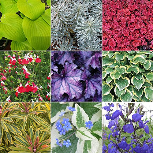 GardenersDream 3 x Herbaceous Plant Mix - Live and Healthy Garden Ready Perennial Plants in 9cm Pots - All Year Round Outdoor Plants for Gardens, Borders, Beds, and Containers (15–50 cm)