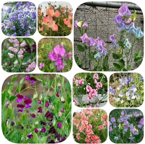 150 Pcs Wicken Samen Mehrjährig Rankend - Lathyrus Odoratus - Wildblumensamen, Hochbeet Samen Duftwicke Edelwicken Edelwicke Samen, Ausgefallene Geschenke, Bodendecker Winterhart Mehrjährig