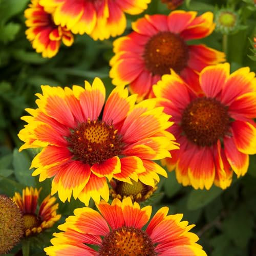 Gaillardia Grandiflora Single Mixed Seeds – Vibrant Blanket Blooms – Flowers Year After Year – Hardy Perennial – for Your Beautiful Garden