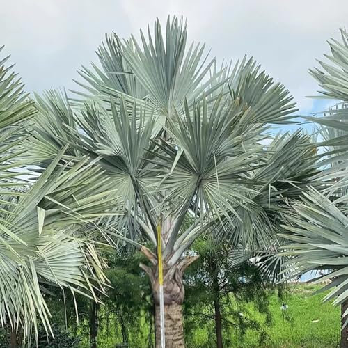 20 pcs palme samen（palmen，palm）-palmen winterhart draußen gewächshaus balkon geschenk bio saatgut palme winterhart für außen grünpflanzen balkonpflanzen topfpflanzen zimmerpflanzen