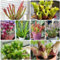 sarracenia purpurea samen - schlauchpflanze - pflanzen winterhart draußen, blumendeko fleischfressende pflanzen samen sukkulenten echte pflanzen, bonsai samen bodendecker winterhart 20pcs