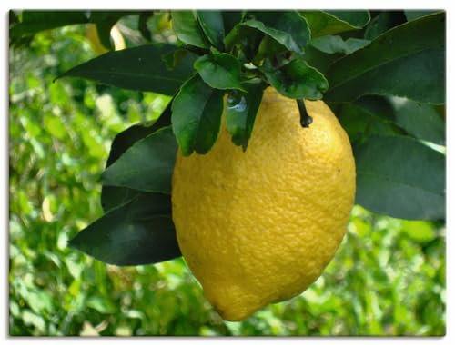 ARTLAND Wanddeko Leinwand Bilder Wandbild 60x45 cm Pflanze Zitrone Frucht Obst Baum Natur U4YF