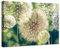 ForWall Bilder Canvas Pusteblumen mit Grünen Hintergrund O7 (50cm. x 70cm.) Leinwandbilder Wandbild AMFPP10221O7