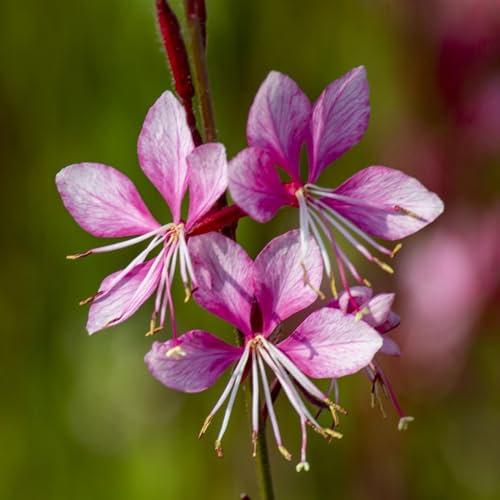 80 pcs prachtkerze pflanze samen bonsai samen pflanze Gaura lindheimeri, balkon blumen seed balkongarten hochbeet balkon seeds blumen deko robuste balkonpflanzen winterhart winterharte